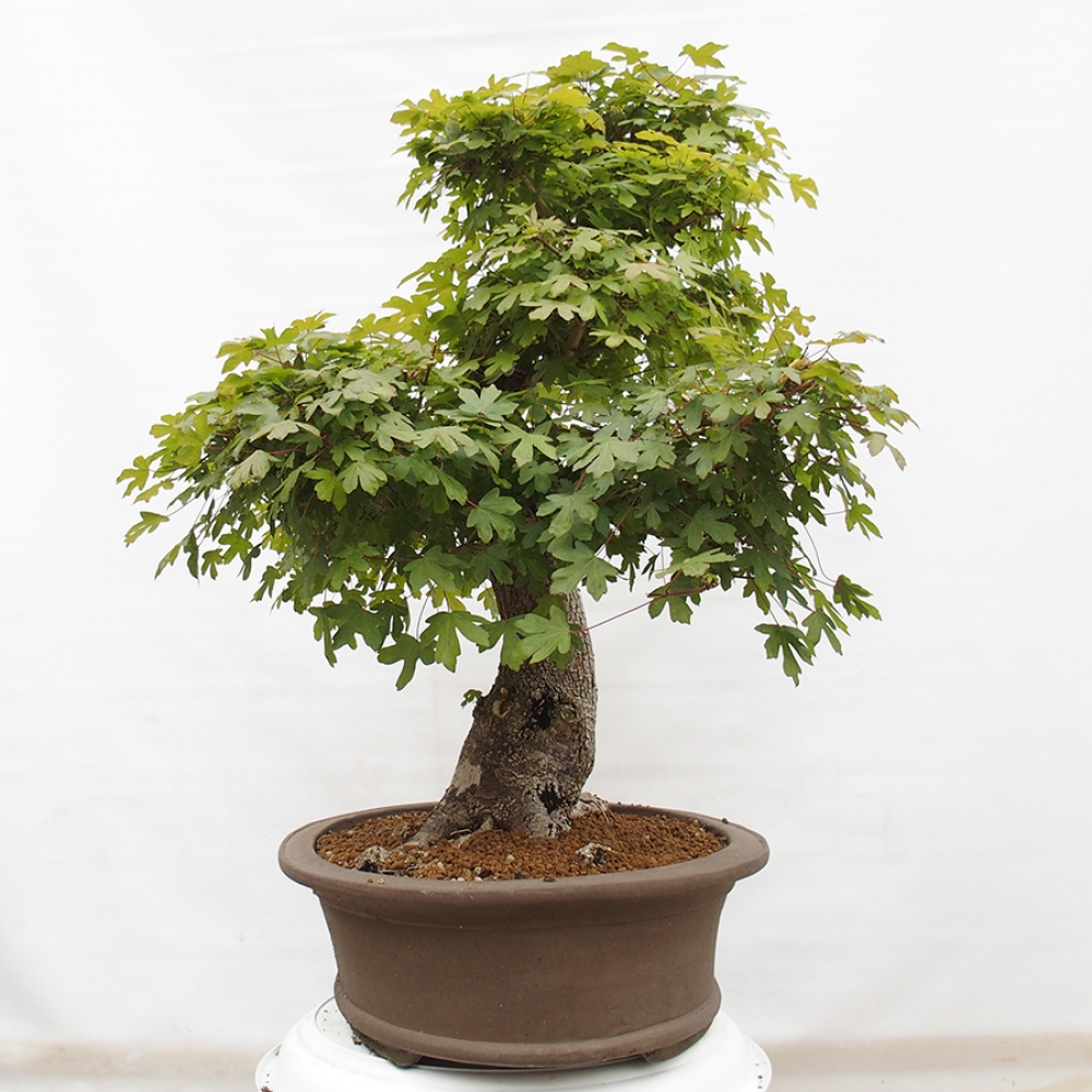 Bonsai zewnętrzne - Klon Francuski - Acer Nonspessulanum