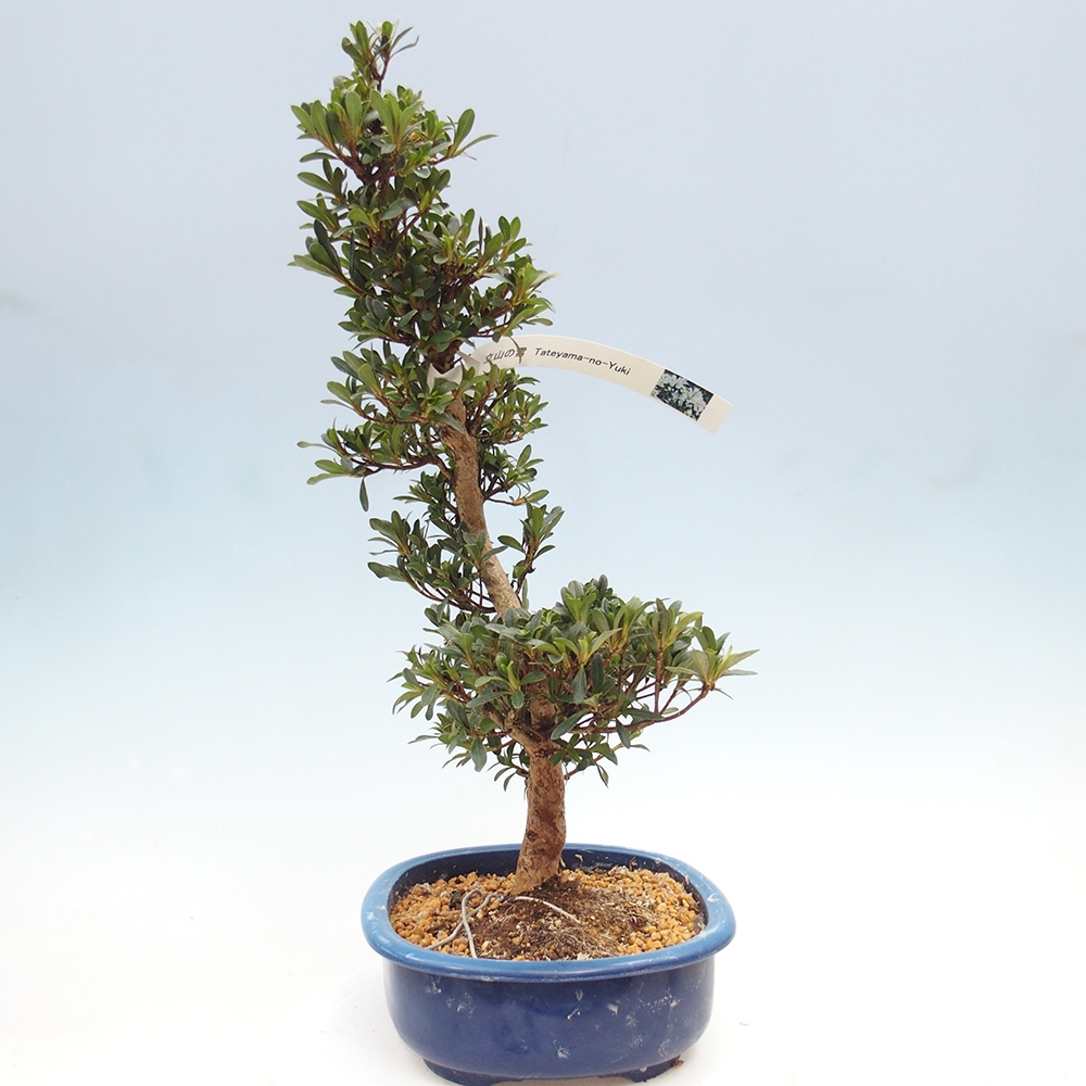 Outdoor bonsai - Azalia japońska - Azalia Tateyama-no-Yuki