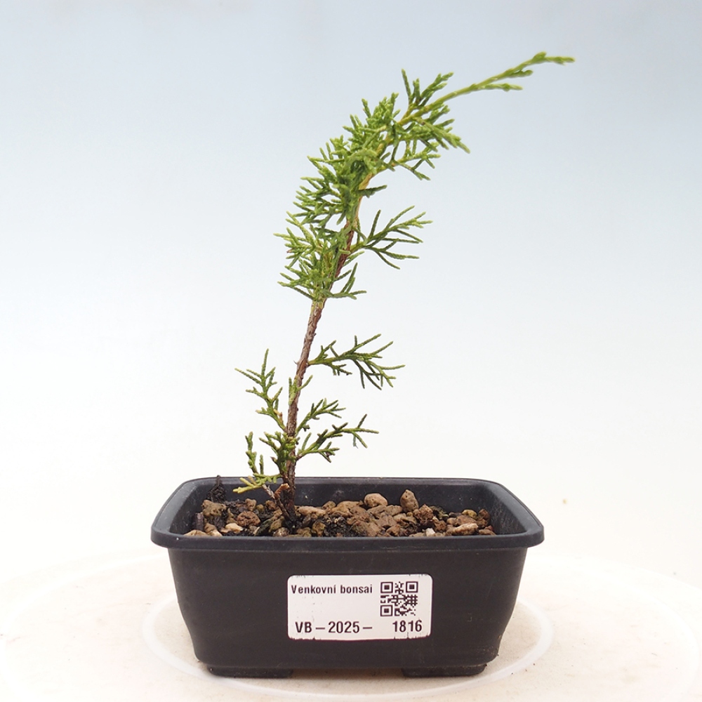 Outdoor bonsai - Juniperus chinensis Itoigawa - Jałowiec chiński