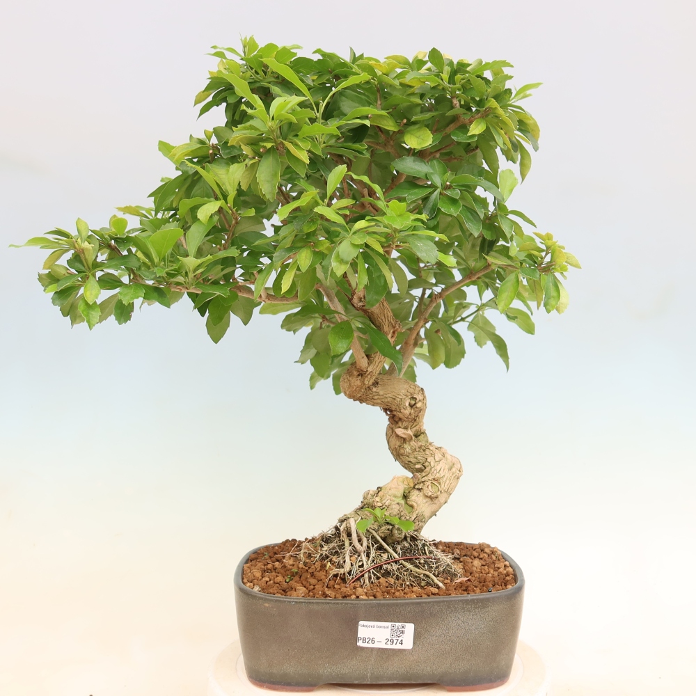 Bonsai pokojowe - Duranta erecta Aurea