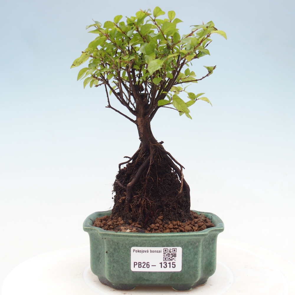 Bonsai pokojowe - Sageretia thea - Sageretia thea