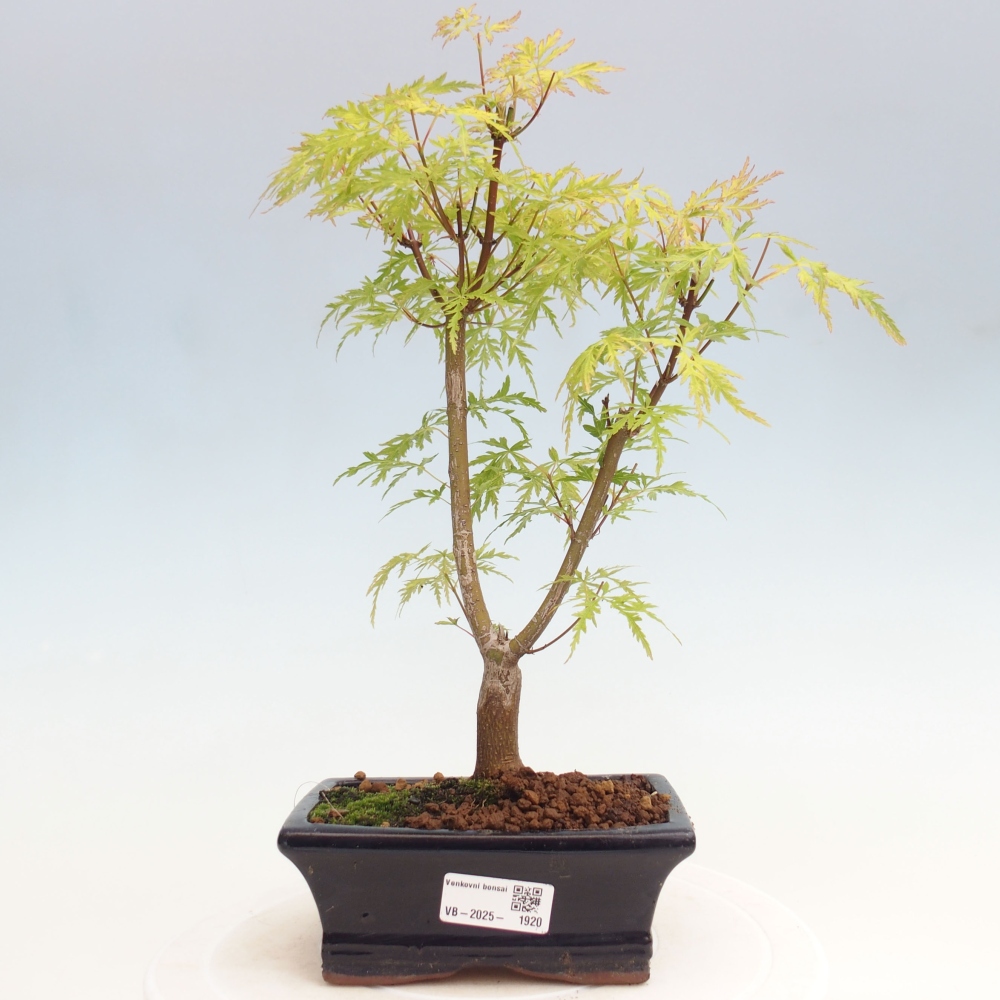 Outdoor bonsai - Acer palmatum Dissectum - Klon japoński 