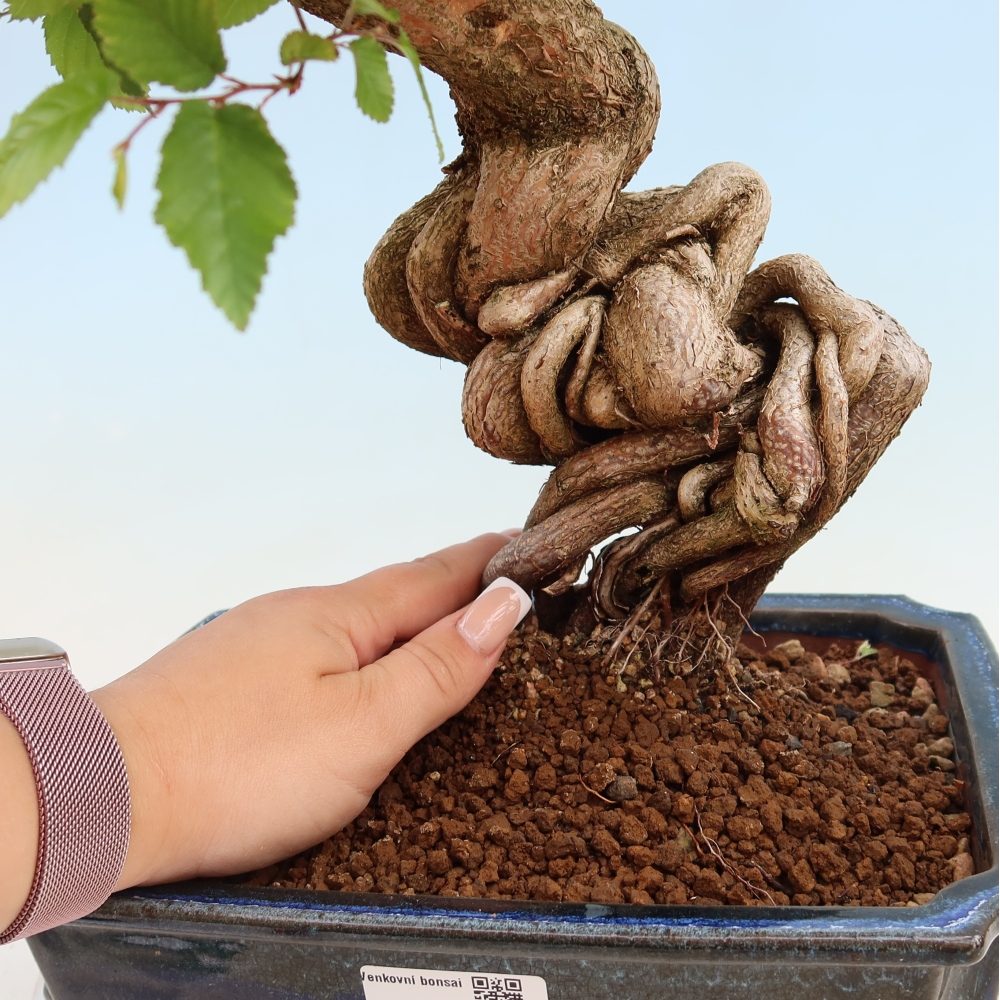 Outdoor bonsai - Carpinus coreana - grab koreański
