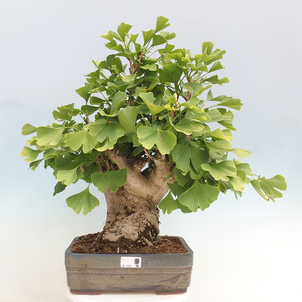 Outdoor bonsai - Jinan biloba - Ginkgo biloba