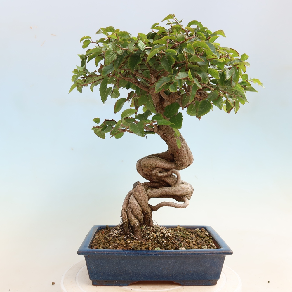 Outdoor bonsai - Carpinus CARPINOIDES - grab koreański