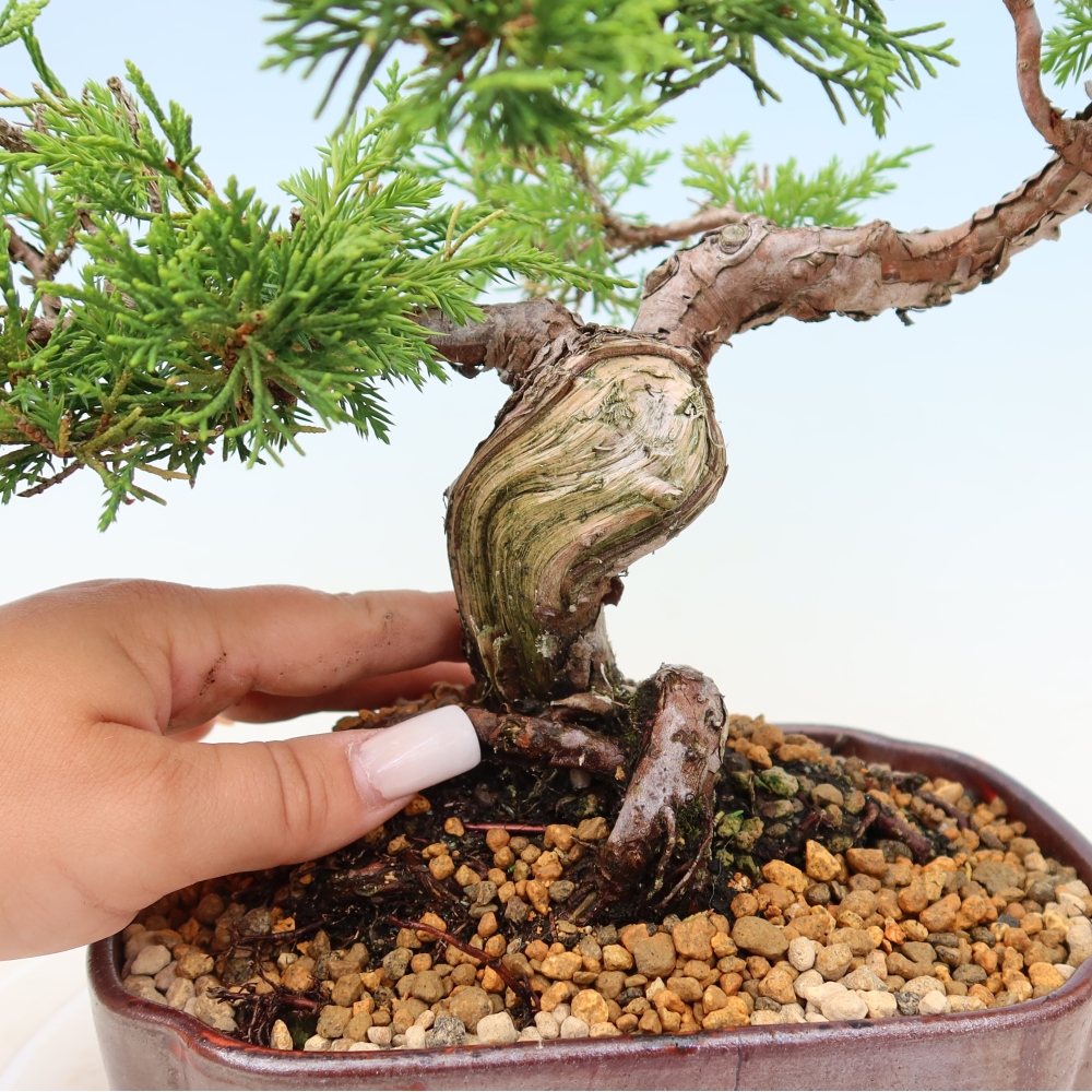 Outdoor bonsai - Juniperus chinensis Itoigawa