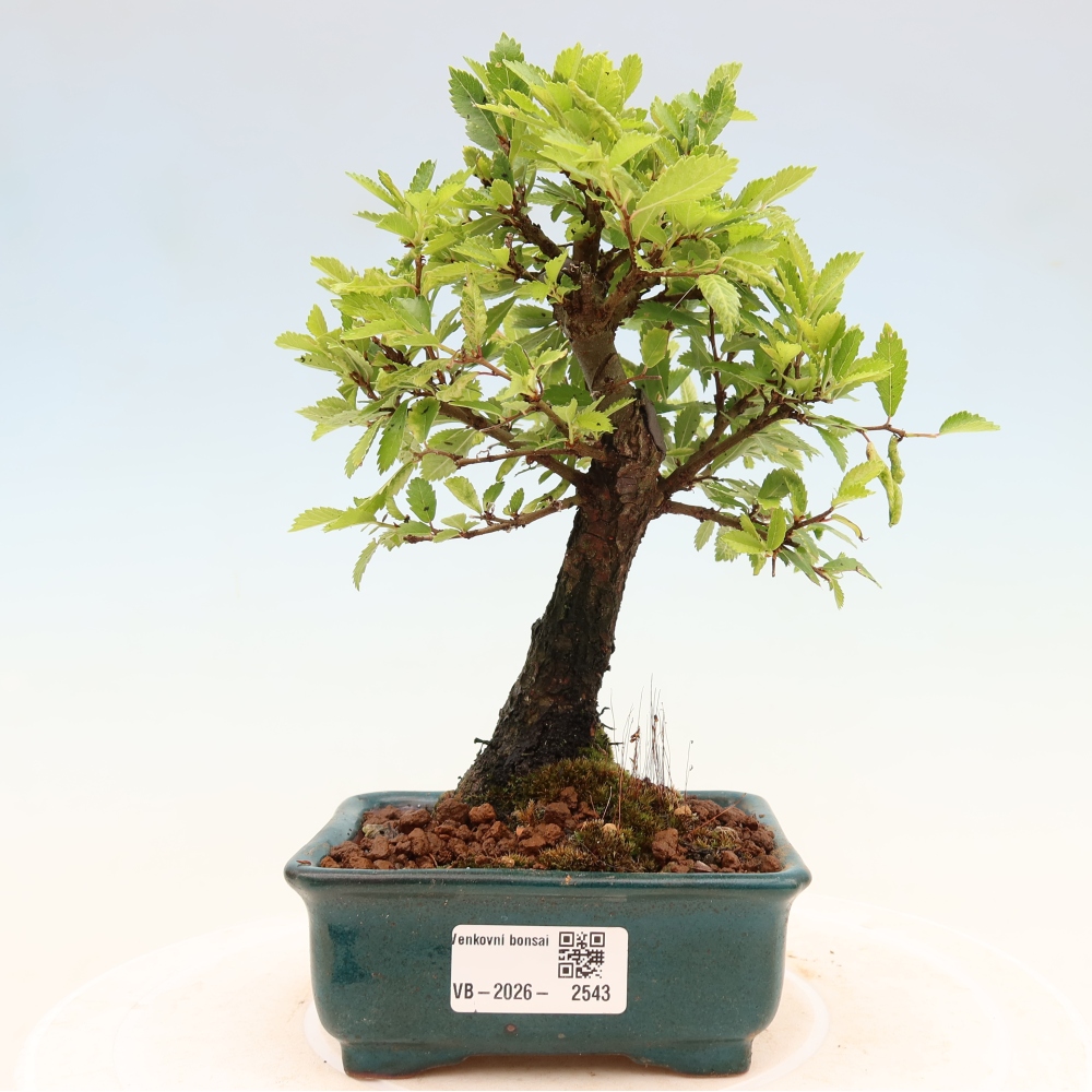Bonsai zewnętrzne - Zelkova - Zelkova NIRE