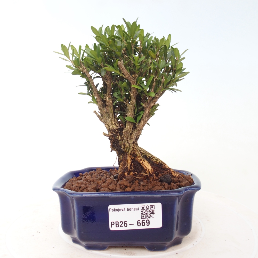 Pokój bonsai - Buxus harlandii - buxus korkowy