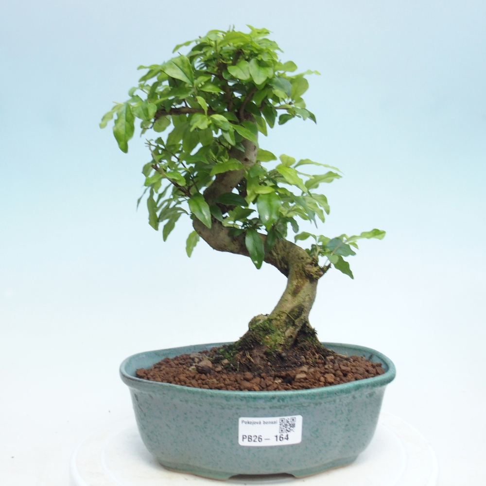 Kryty bonsai -Ligustrum retusa - dziób ptaka drobnolistnego