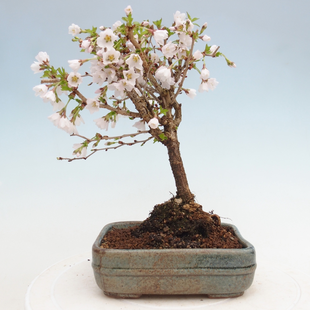 Outdoor bonsai - Prunus incisa Kojou-no mai-Plivon wycięty