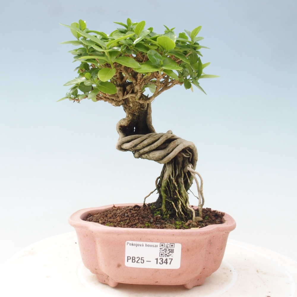 Bonsai wewnętrzne - Premna serratifolia - Kozlovon drobnolistny