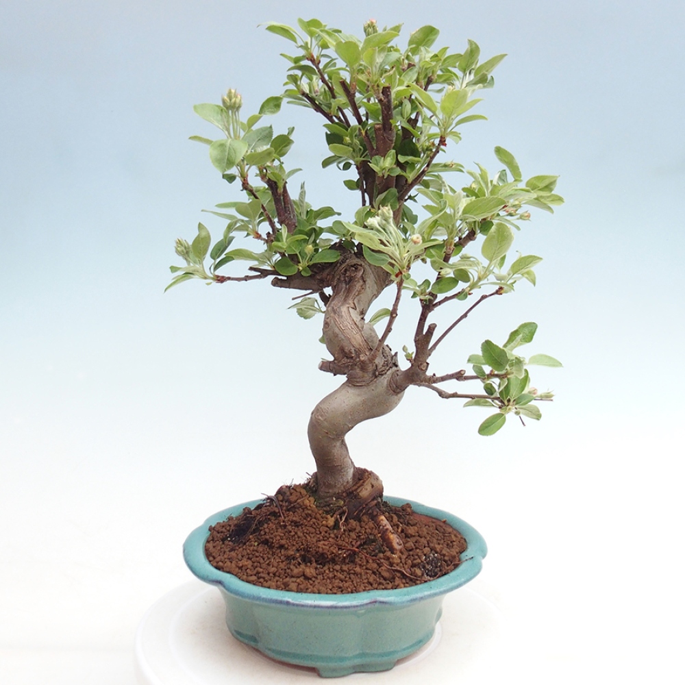 Bonsai plenerowe - Malus Halliana - Jabłoń drobnoowocowa