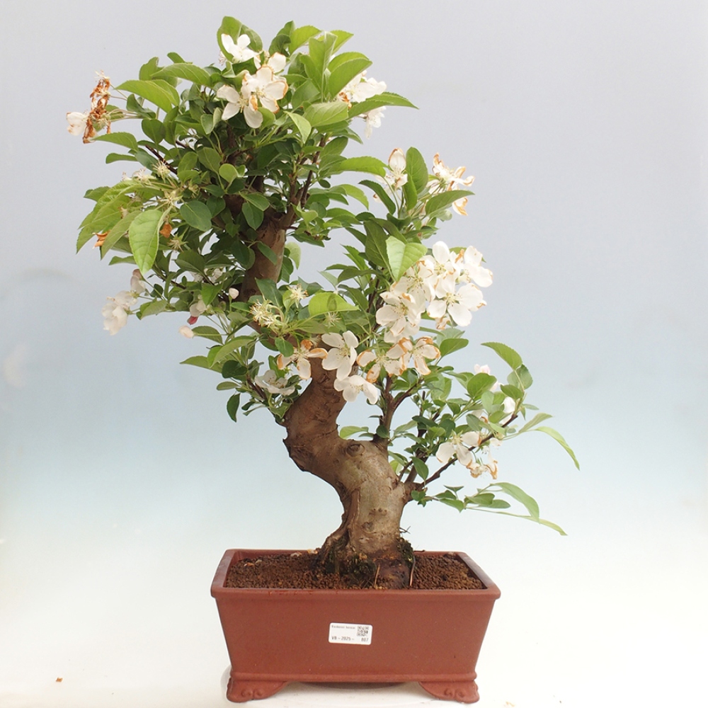 Bonsai plenerowe - Malus Halliana - Jabłoń drobnoowocowa