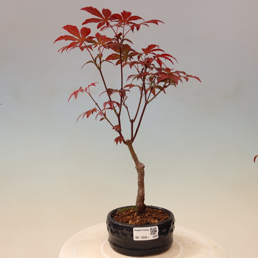Bonsai na zewnątrz - Palma Acer. Atropurpureum-Javor palmate