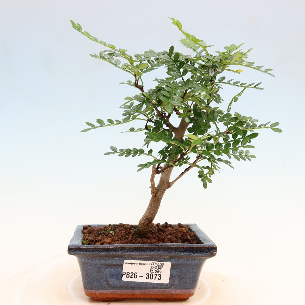 Pokój bonsai - Zantoxylum piperitum - drzewo pieprzowe