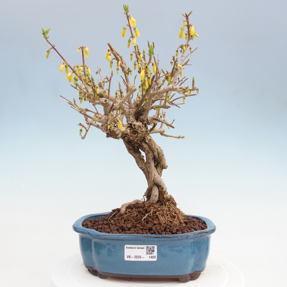 Outdoor bonsai - Zlatice - Forsycja koreańska