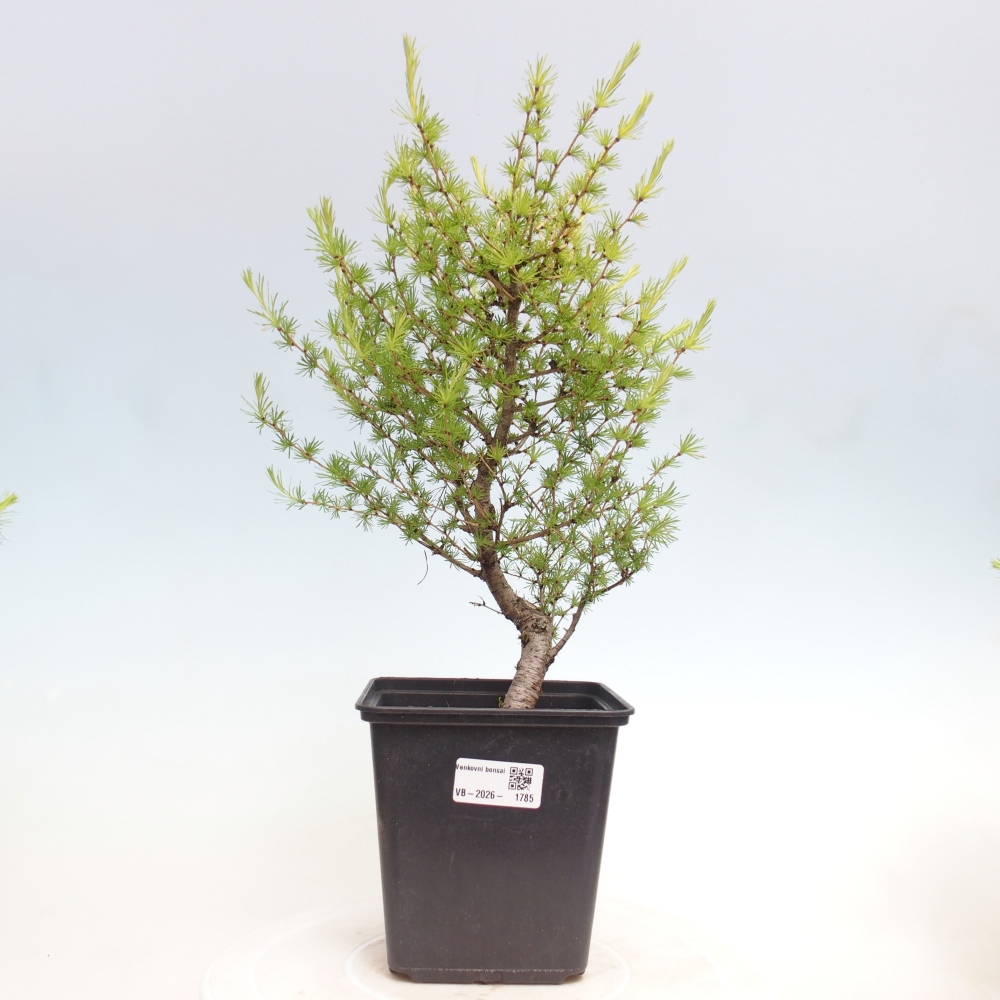 Bonsai zewnętrzne - Larix decidua - Modrzew