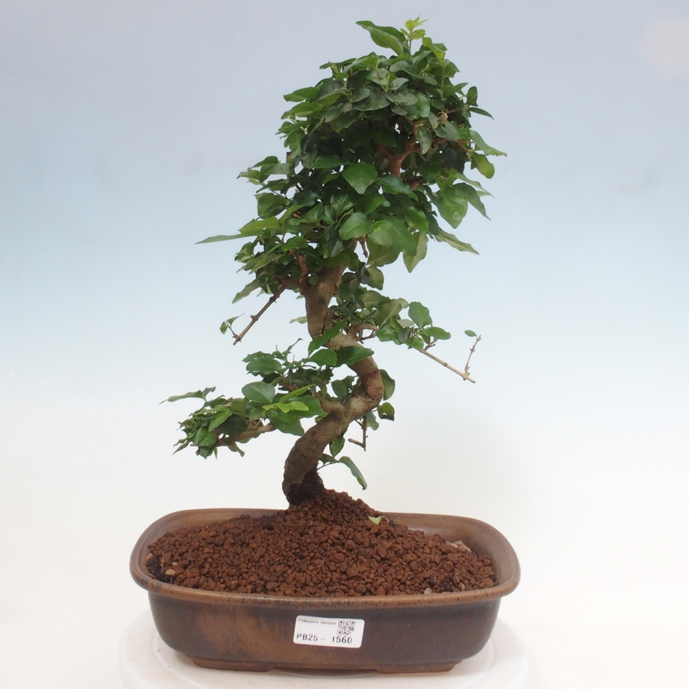 Pokój bonsai -Ligustrum chinensis - Ptasie oko