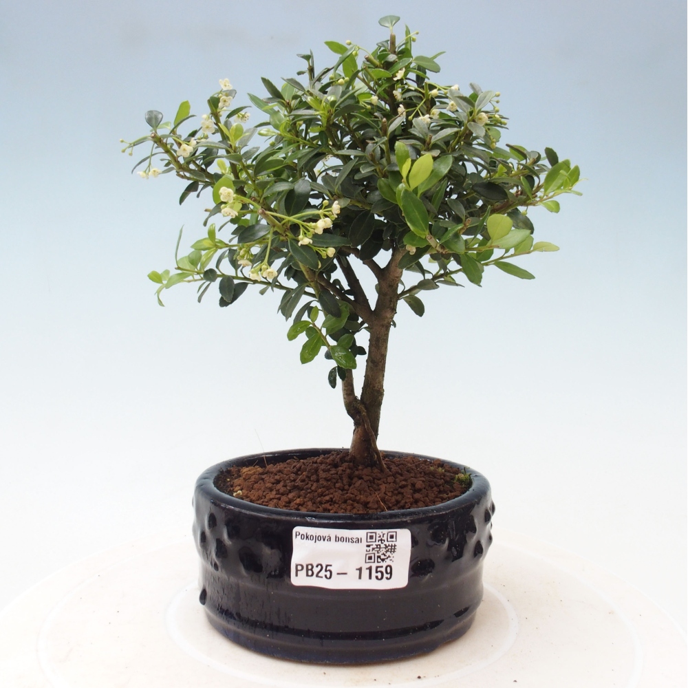 Kryty bonsai - Ilex crenata - Holly
