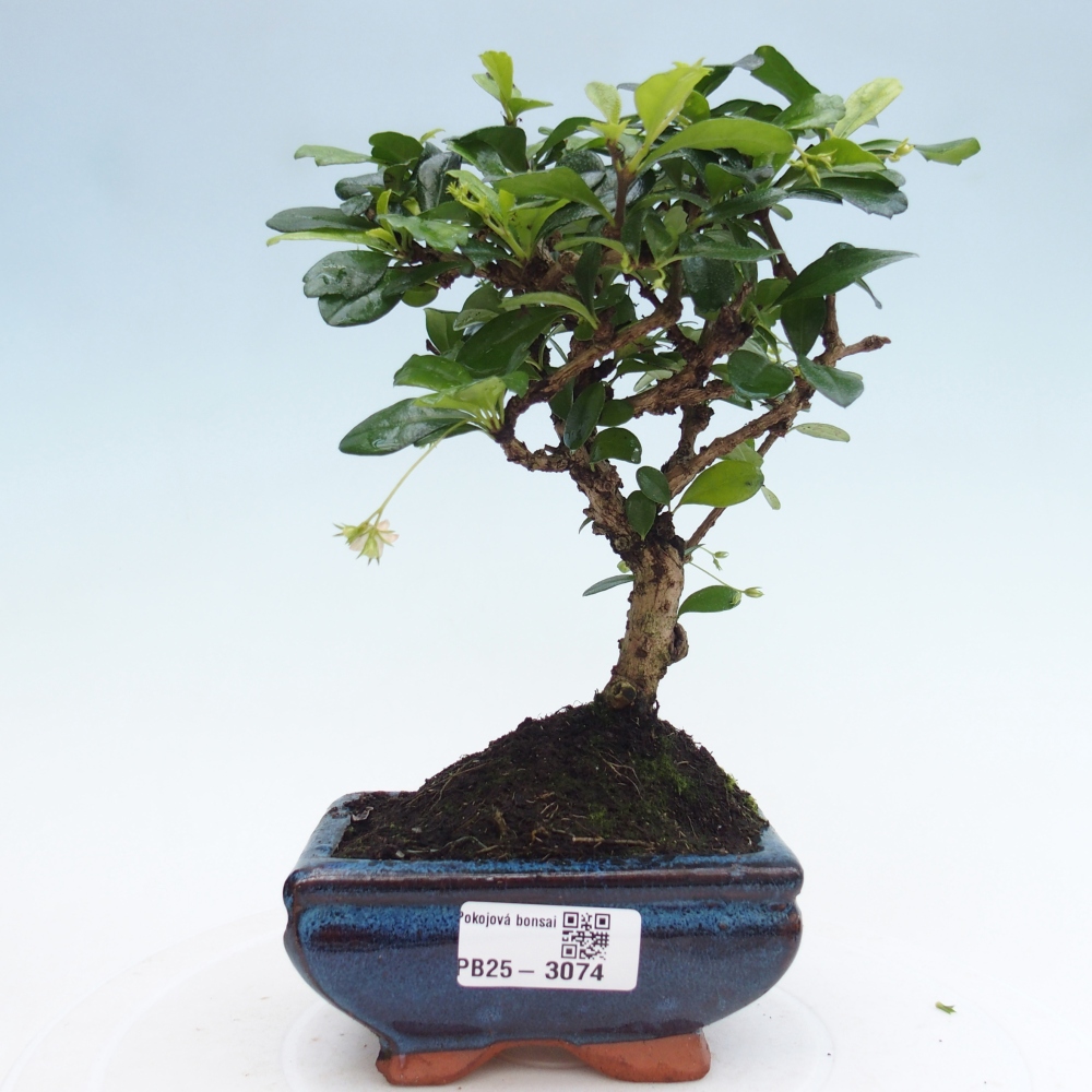 Bonsai wewnętrzne - Carmona makrophylla - Herbata Fuki