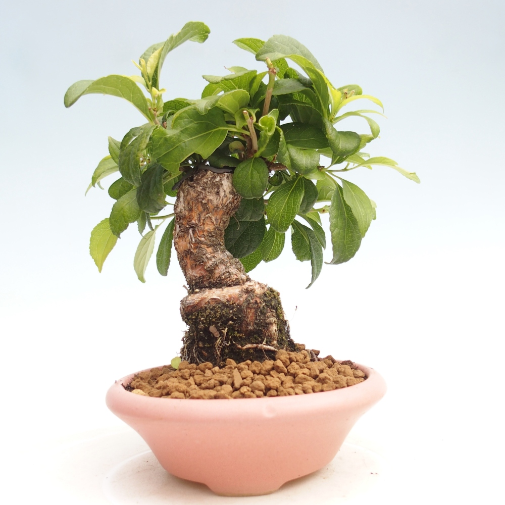 Bonsai na zewnątrz - Celastrus Jesenec