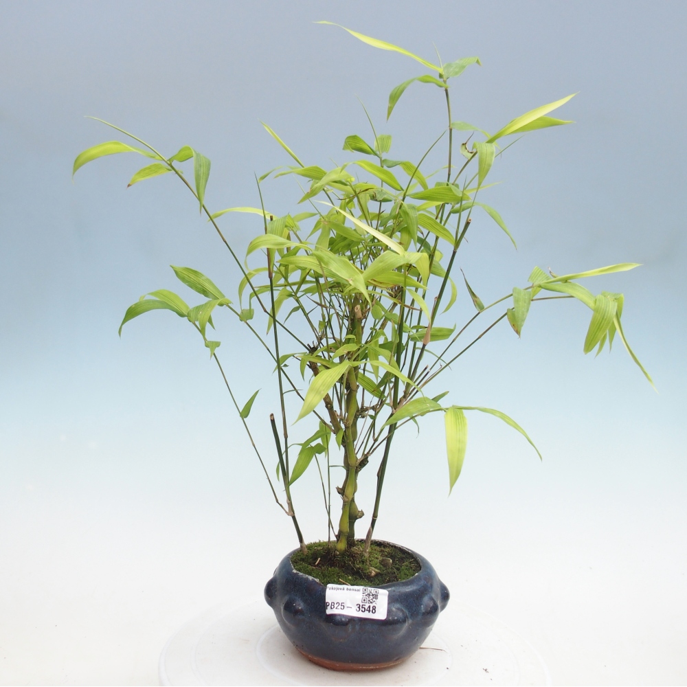 Room bonsai - Bamboo budha - Bamboo budha belly