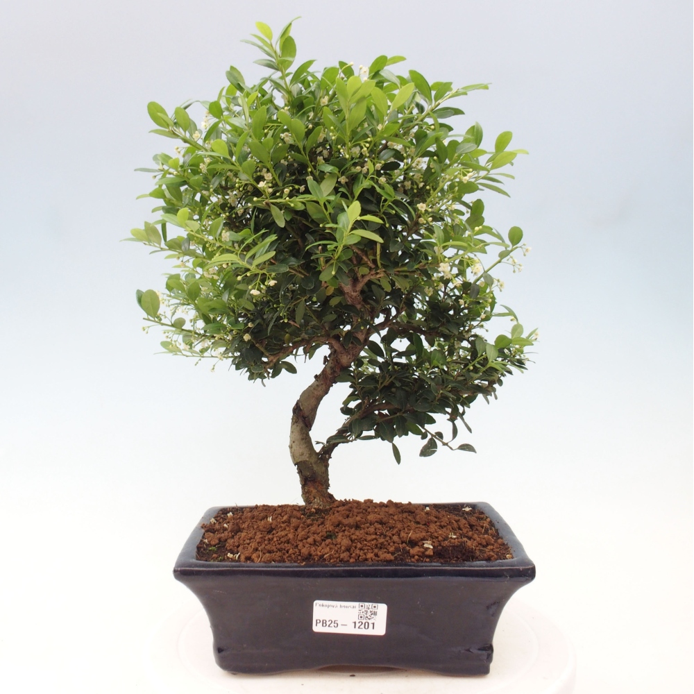 Kryty bonsai - Ilex crenata - Holly