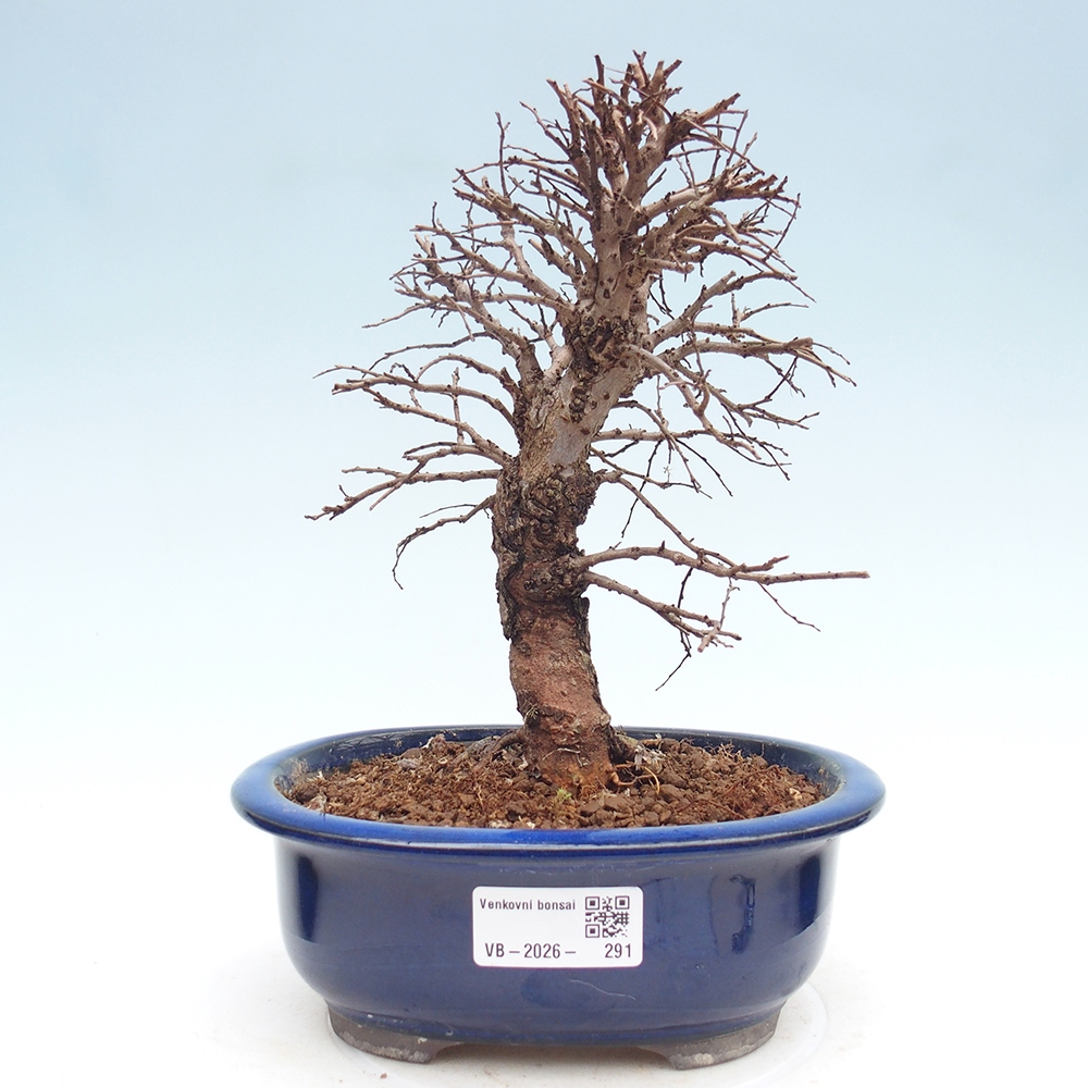 Bonsai zewnętrzne - Zelkova - Zelkova NIRE