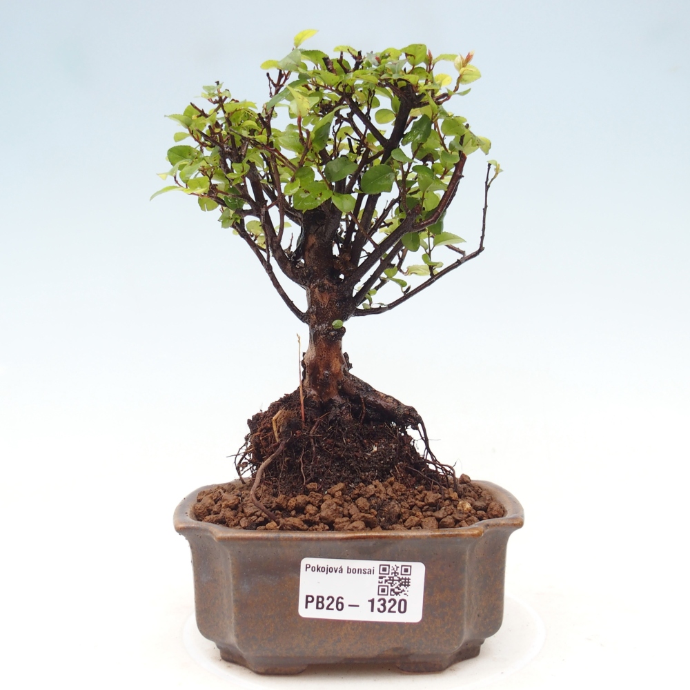 Bonsai pokojowe - Sageretia thea - Sageretia thea