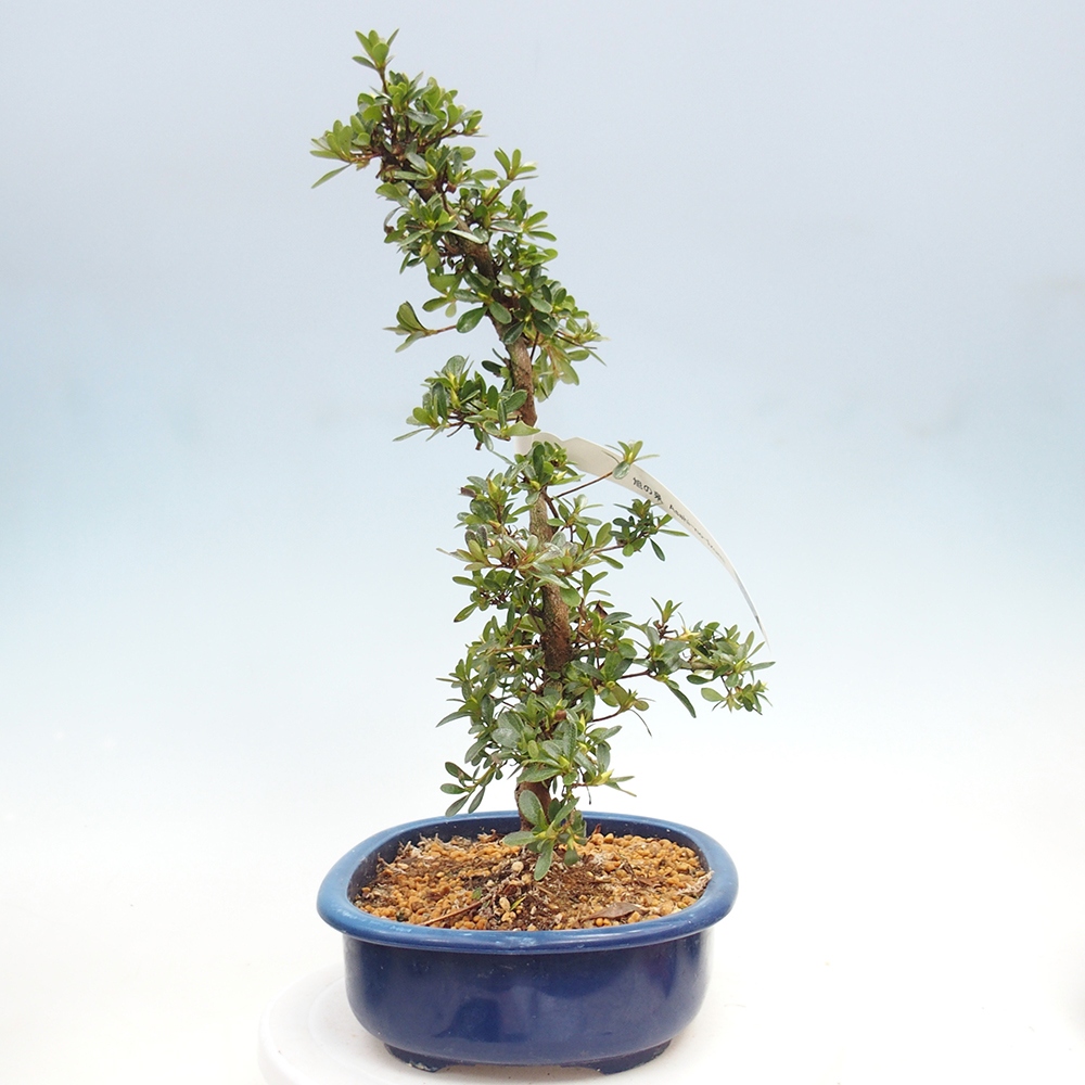 Bonsai zewnętrzne - Azalia japońska - Azalia Asahi-no-izumi