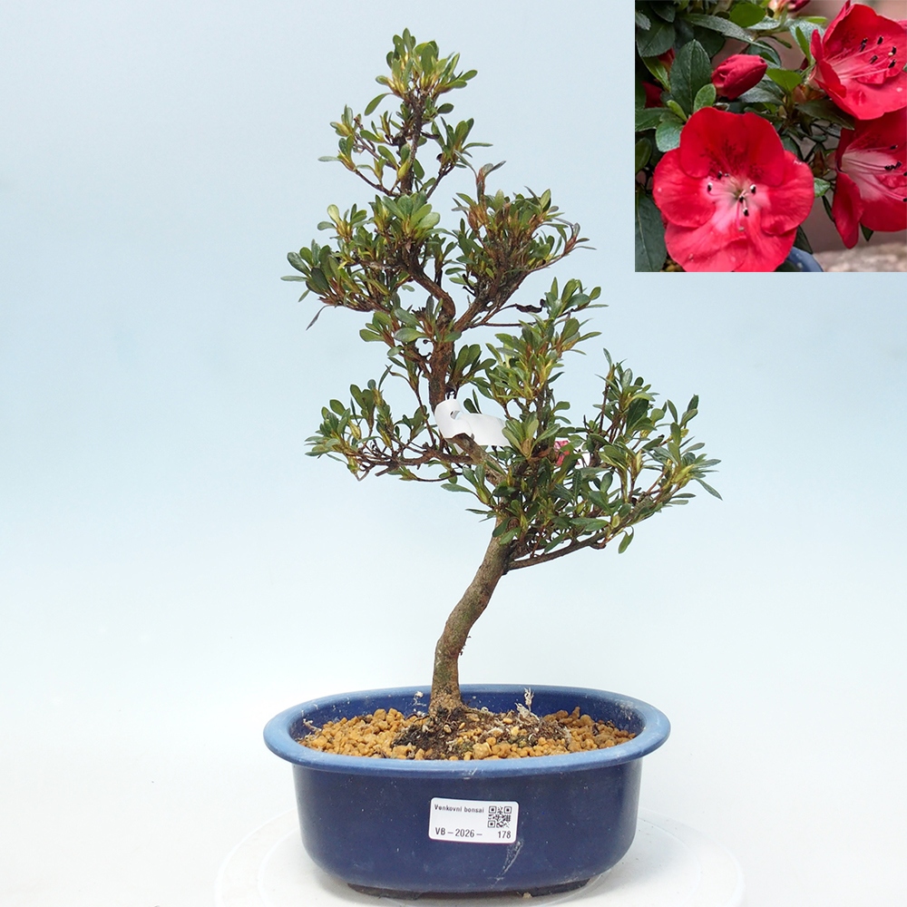 Bonsai zewnętrzne - Azalia japońska - Azalia Benibeni