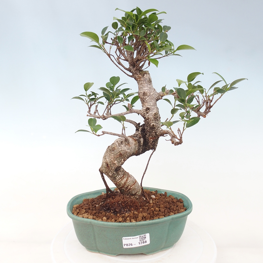 Pokój bonsai - Ficus retusa - figowiec drobnolistny
