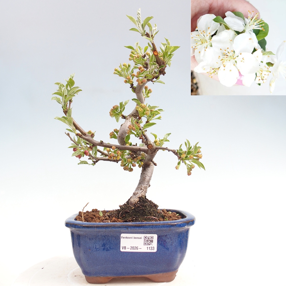 Outdoor bonsai - Malus sargentii - Jabłoń drobnoowocowa