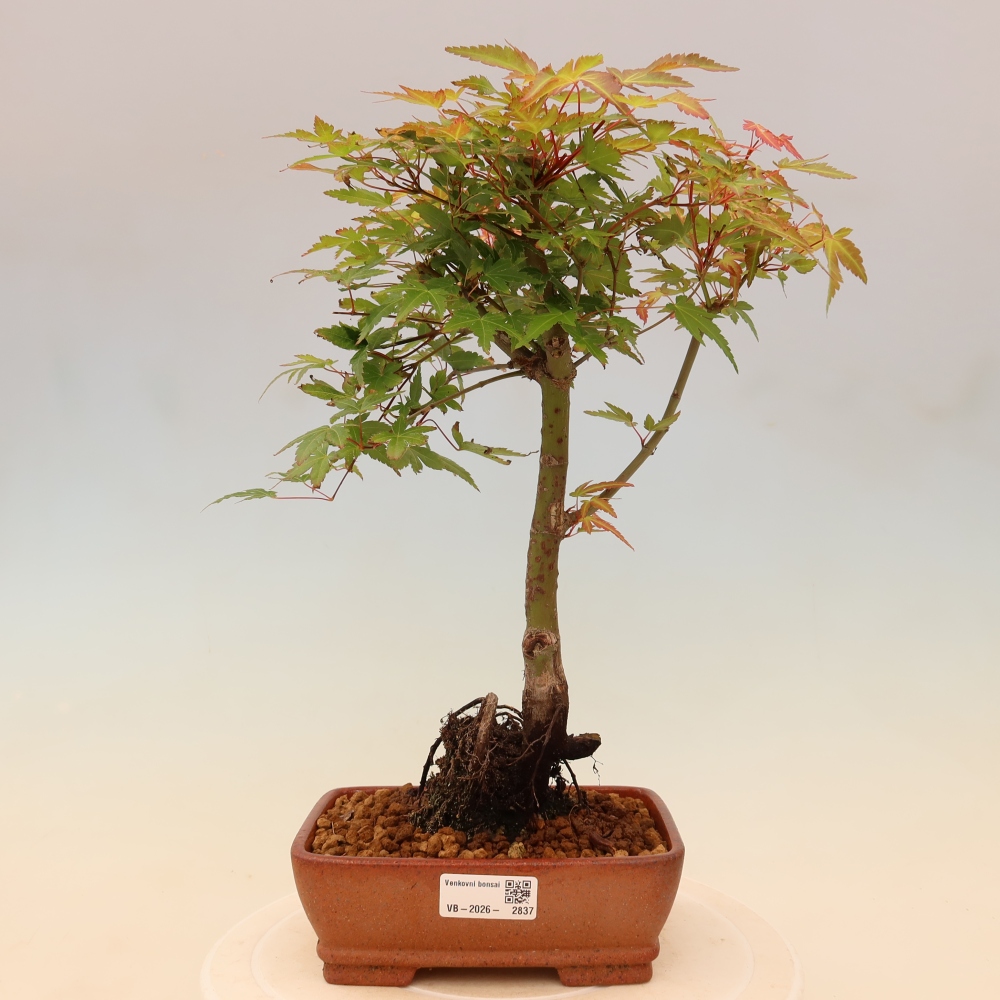 Klon pospolity - Acer palmatum Beni Tsukasa