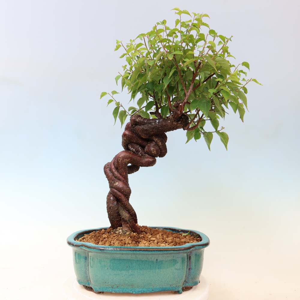 Bonsai ogrodowe – japońska śliwka – Prunus Mume