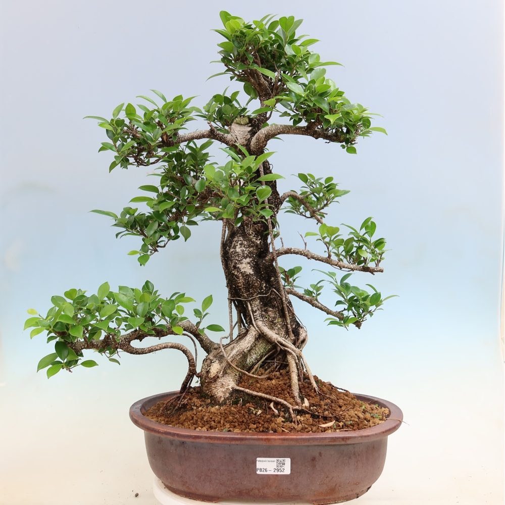 Pokój bonsai - Ficus kimmen - figowiec drobnolistny