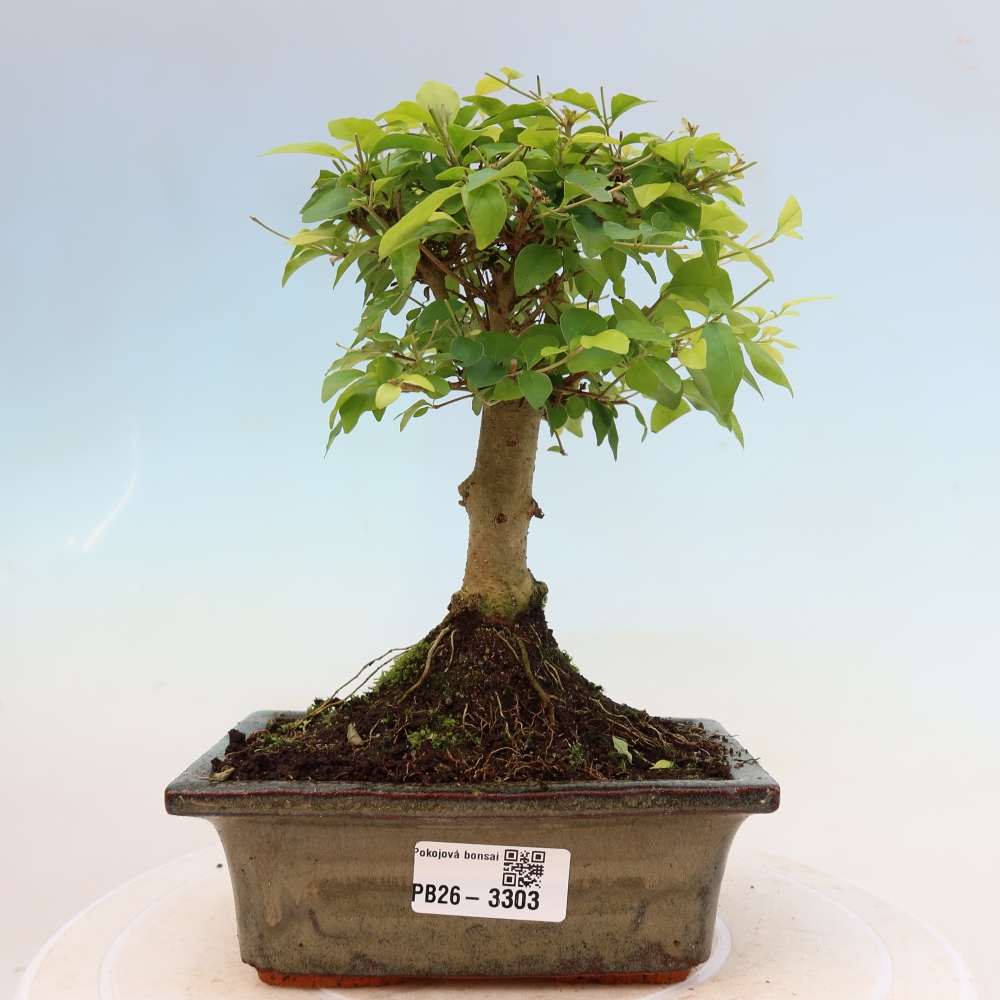 Pokój bonsai - Ligustrum chinensis - Dziób ptaka