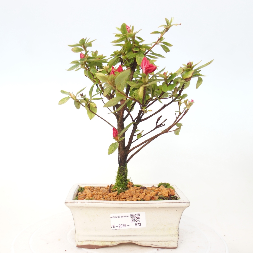 Outdoor bonsai - Azalia japońska - Azalea sp.