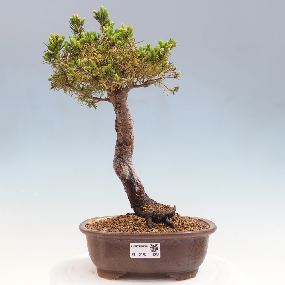 Outdoor bonsai - Świerk pospolity - Picea glauca globe