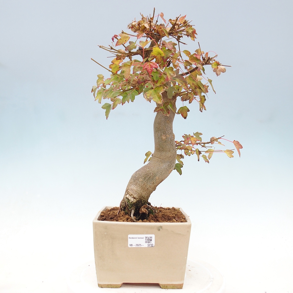 Outdoor bonsai - Acer Buergerianum - Klon Burger