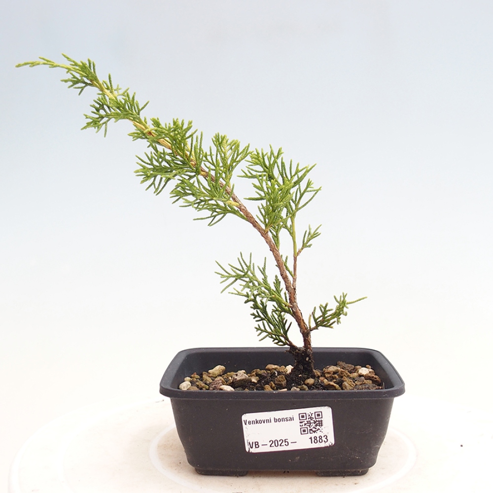 Outdoor bonsai - Juniperus chinensis Itoigawa - Jałowiec chiński