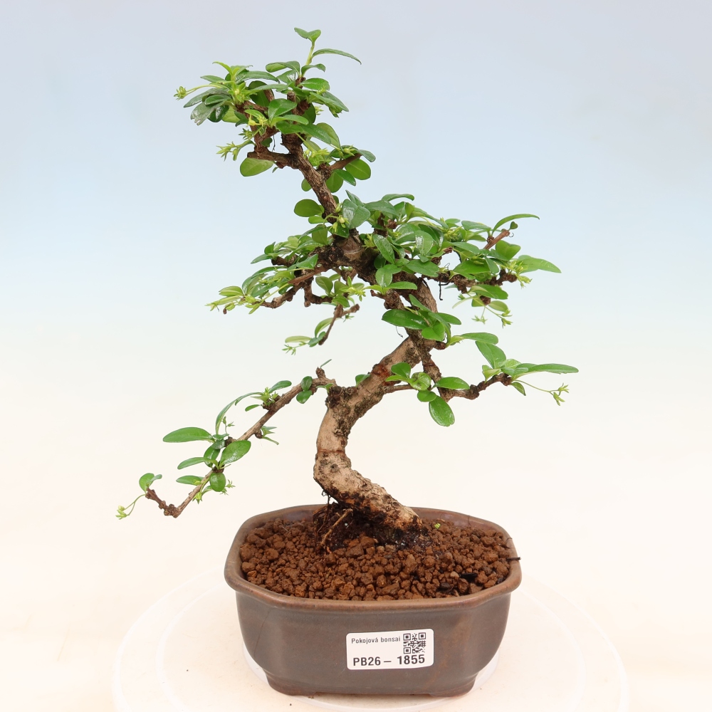 Bonsai pokojowe - Carmona macrophylla - Tea fuki