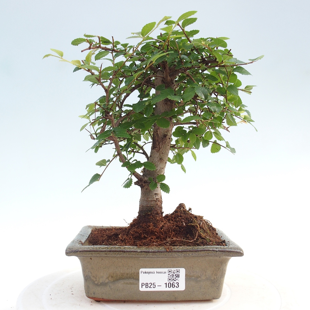 Bonsai wewnętrzne - Ulmus parvifolia - Wiąz drobnolistny