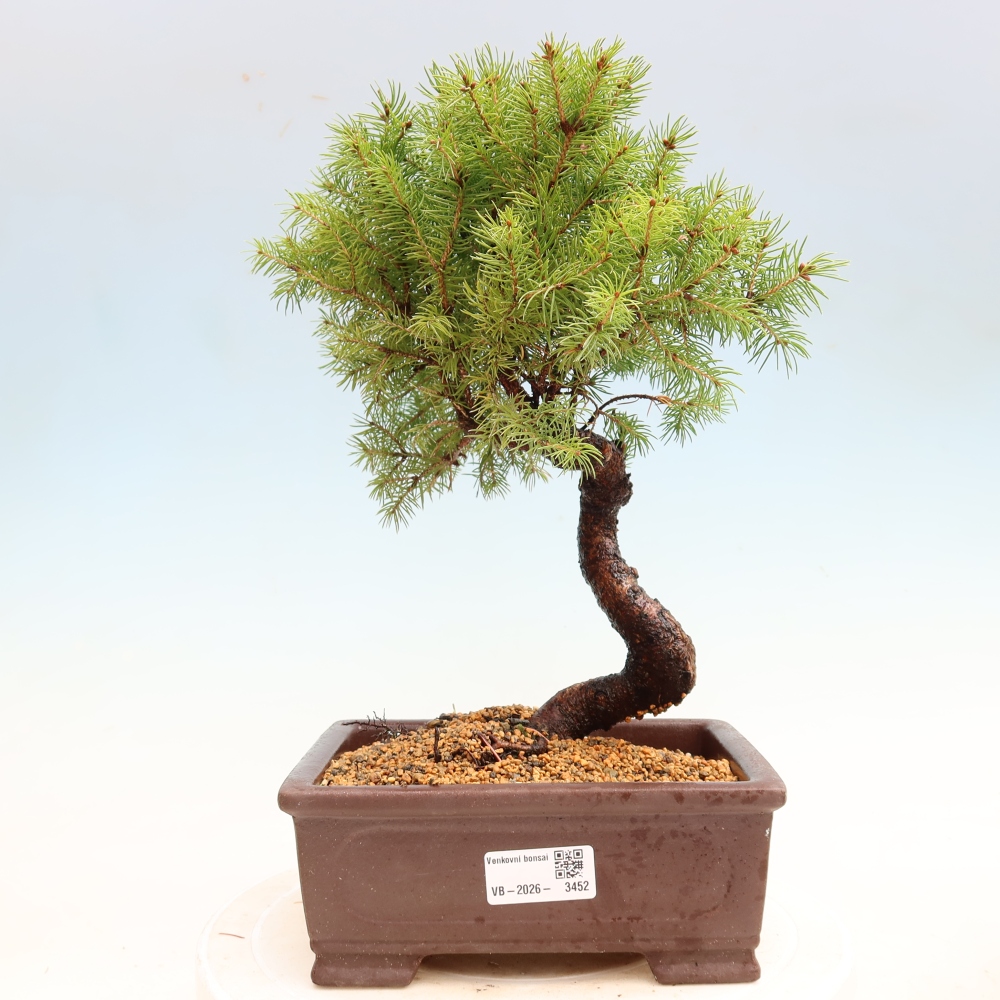 Bonsai ogrodowe – Świerk szary – Picea glauca globe