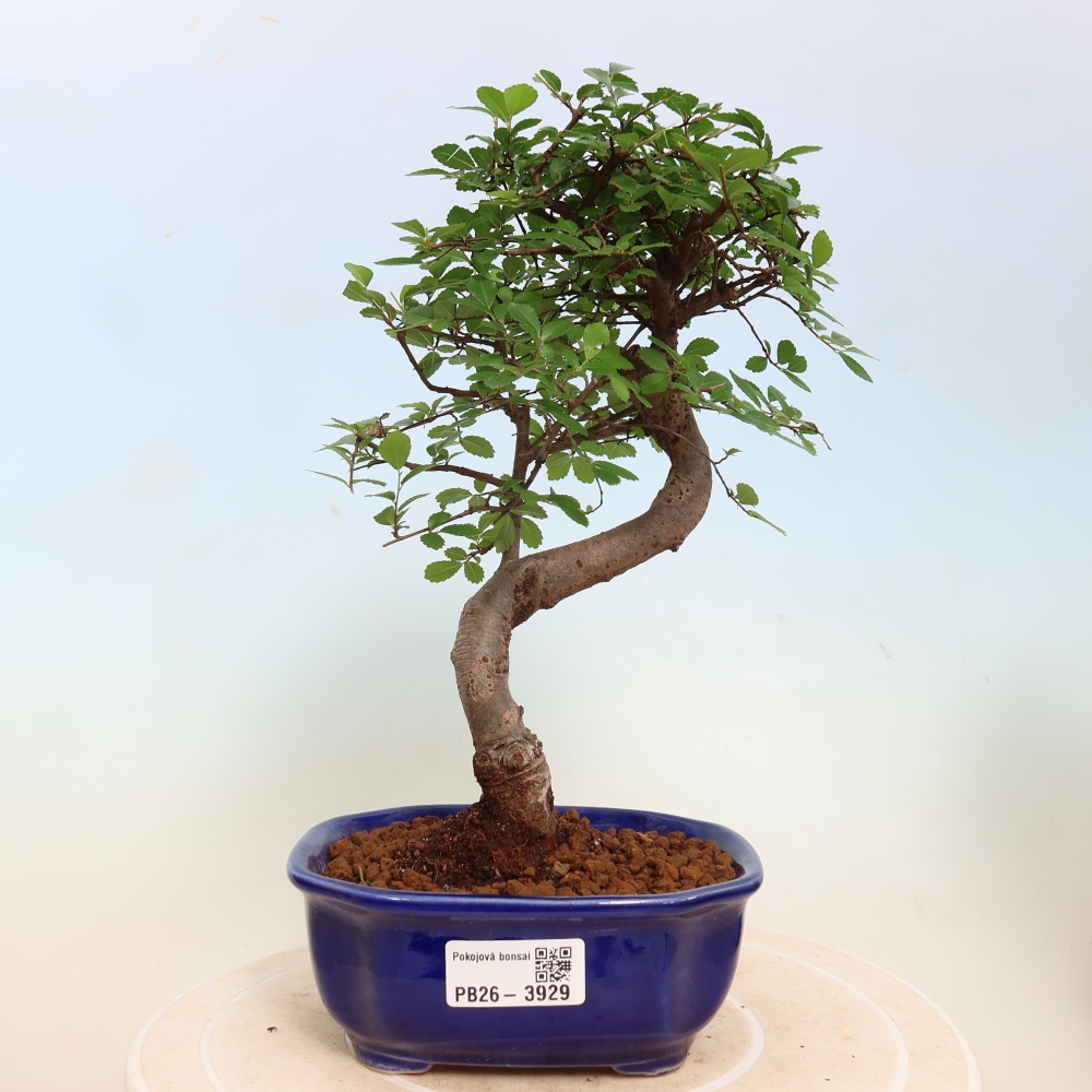 Pokój bonsai - Ulmus parvifolia - Wiąz drobnolistny