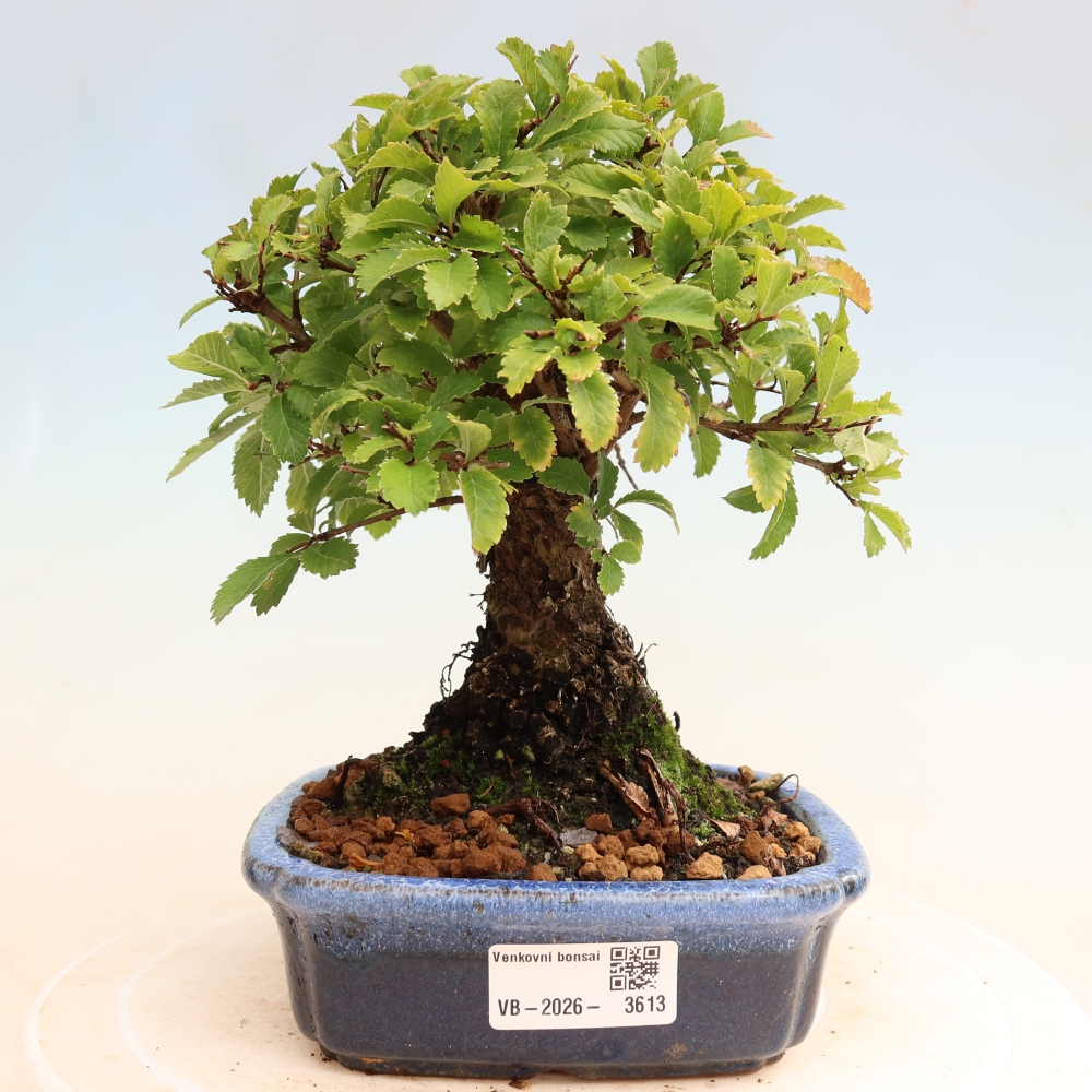 Bonsai zewnętrzne - Zelkova - Zelkova NIRE