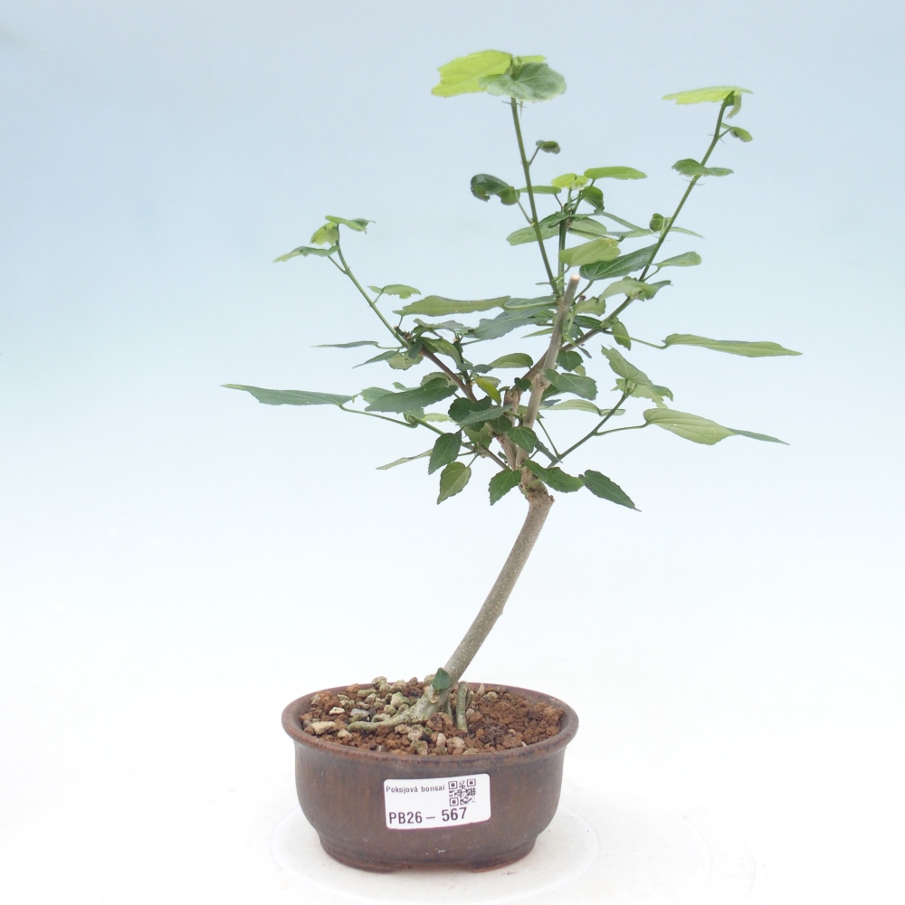 Bonsai domowe - Malvaviscus arboreus