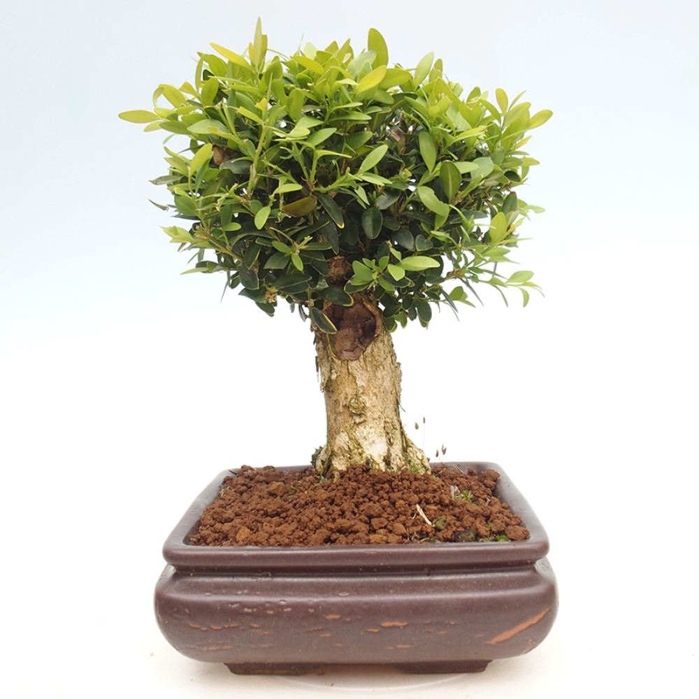 Bonsai ogrodowe - Buxus sempervirens - bukszpan
