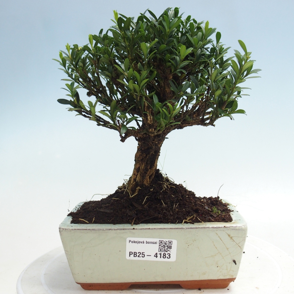 Pokój bonsai - Buxus harlandii - buxus korkowy