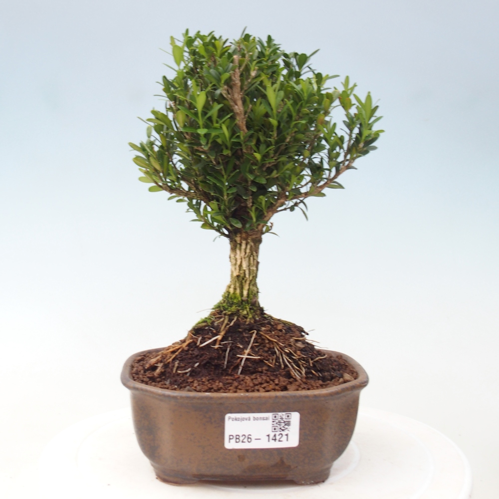 Pokój Bonsai - Buxus harlandii - Bukszpan korkowy